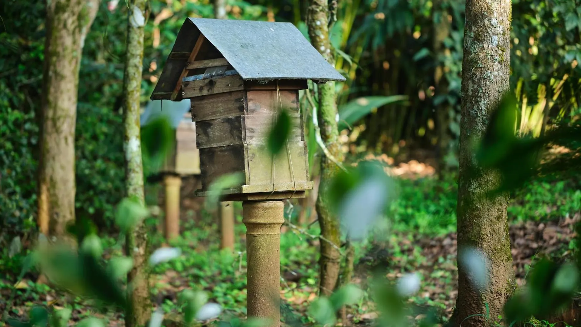 Reen Resorts Aanavilasam Plantation Thekkady Rum i privatbostad