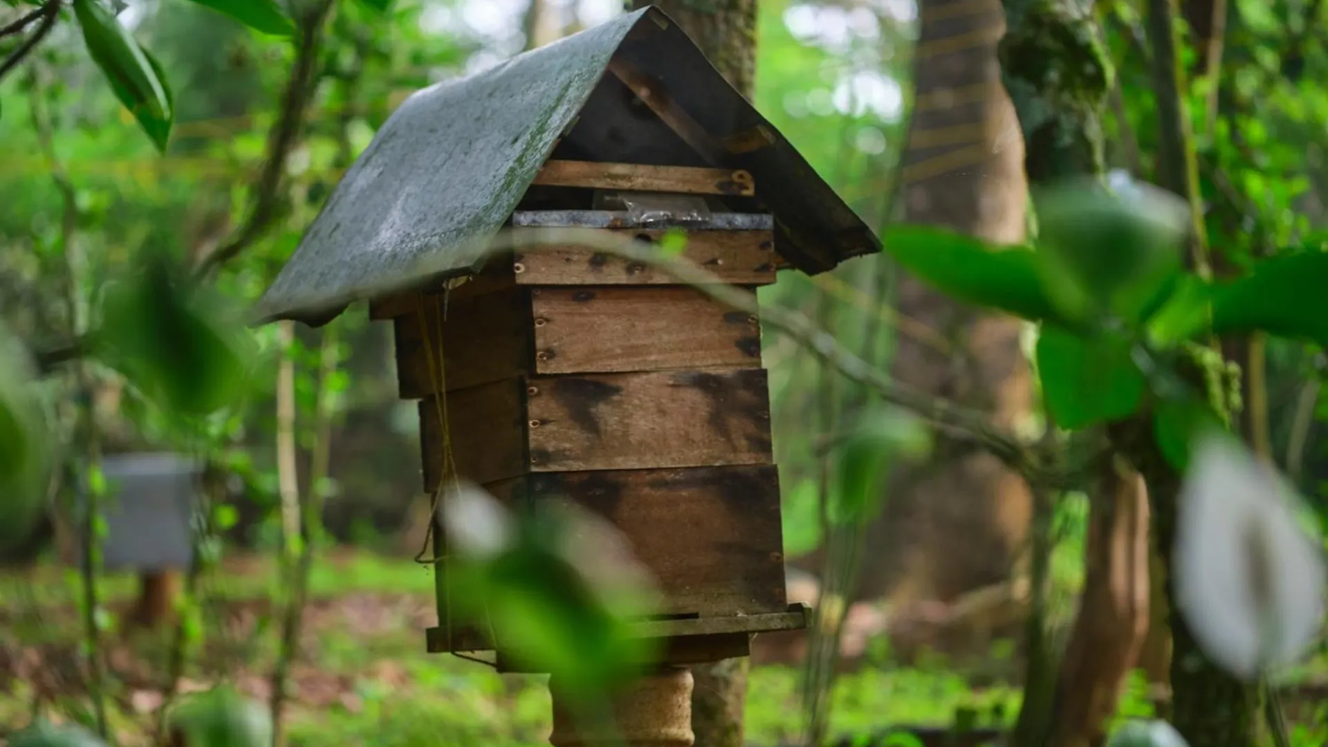 Reen Resorts Aanavilasam Plantation Thekkady