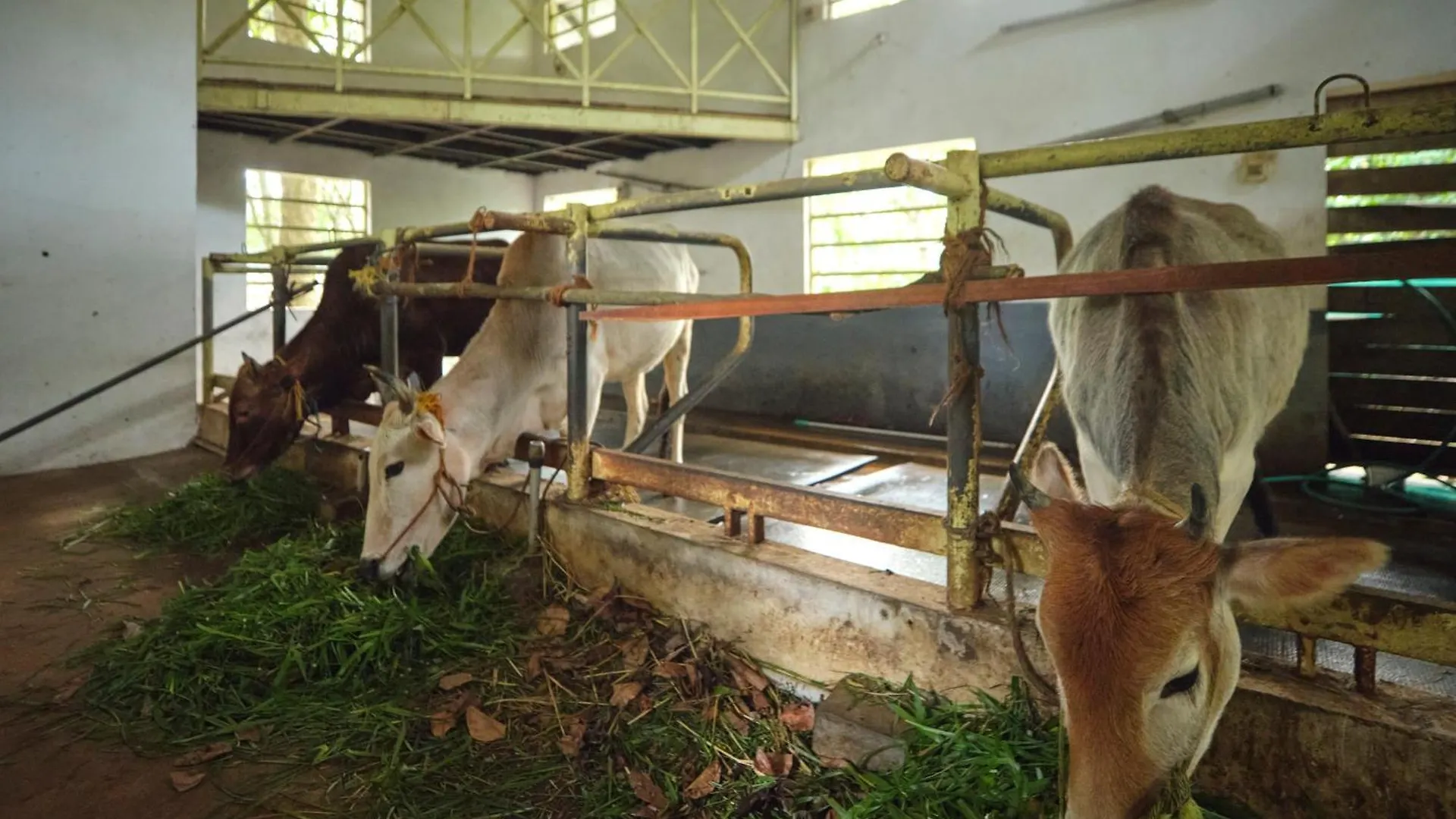 Reen Resorts Aanavilasam Plantation Thekkady Rum i privatbostad