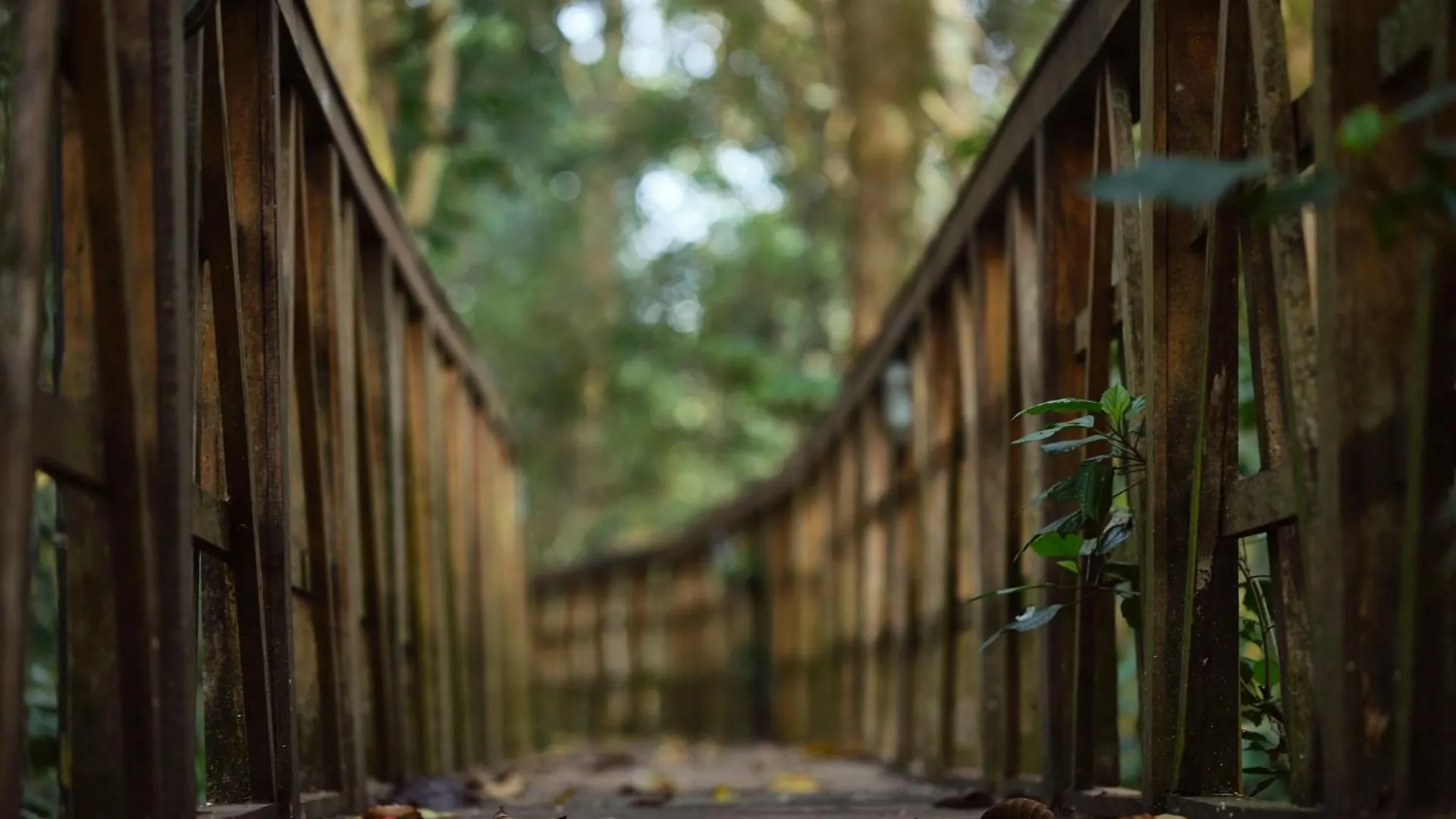 Reen Resorts Aanavilasam Plantation Thekkady 0*,  Indie