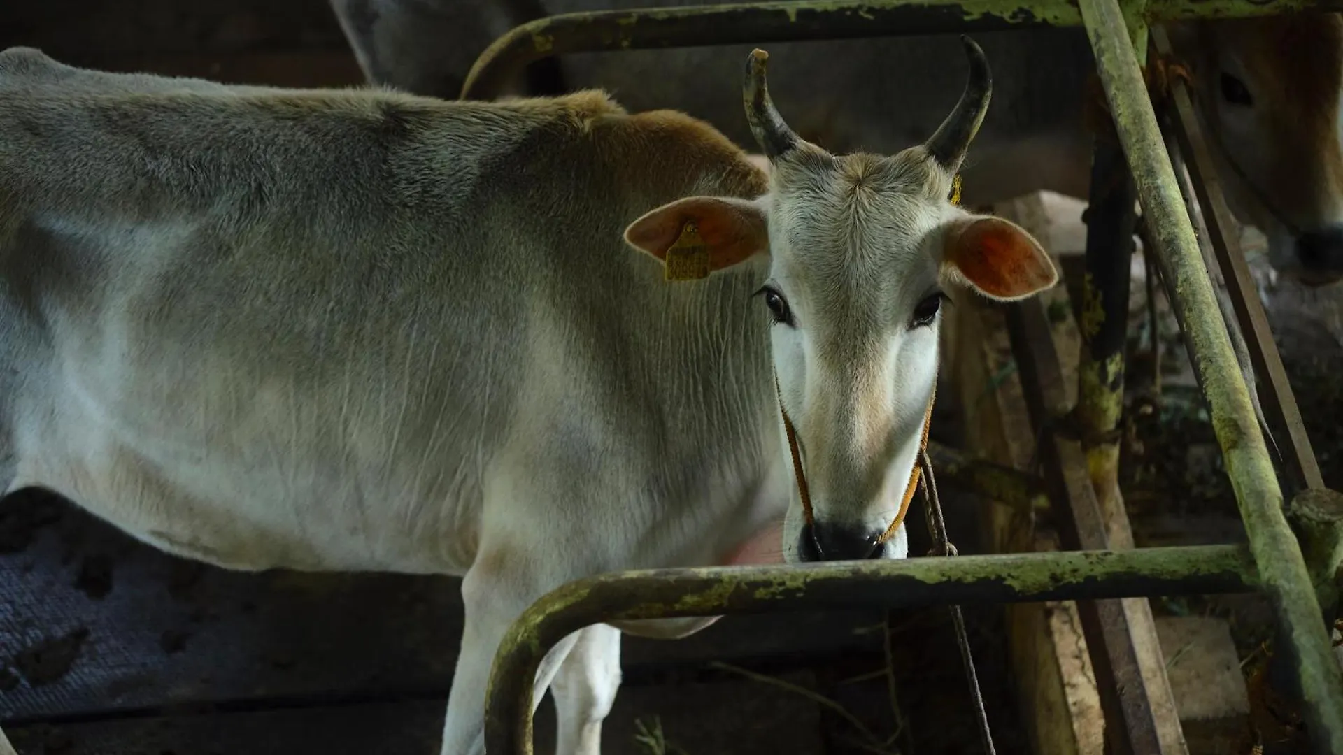 Reen Resorts Aanavilasam Plantation Thekkady Kwatera prywatna